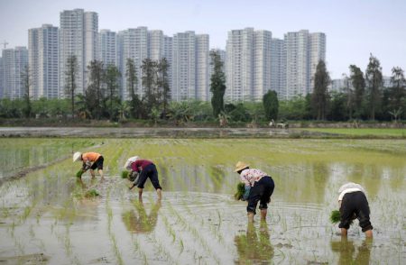 Farmers plant rice seedlings in a field near a residential compound in Shaxi township