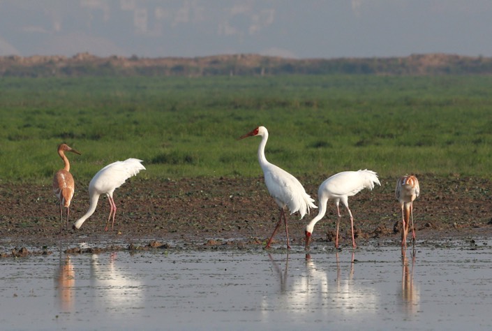 1_Birds-at-Lake-Poyang