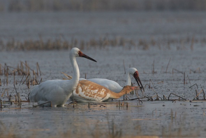 2_Birds-at-Lake-Poyang