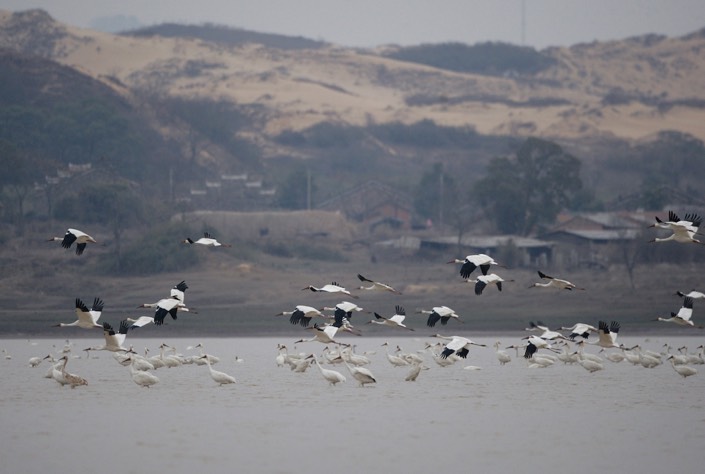 3_Birds-at-Lake-Poyang