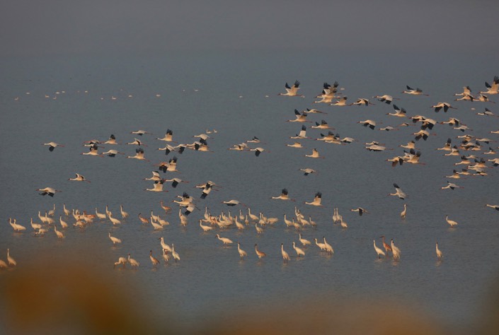 4_Birds-at-Lake-Poyang