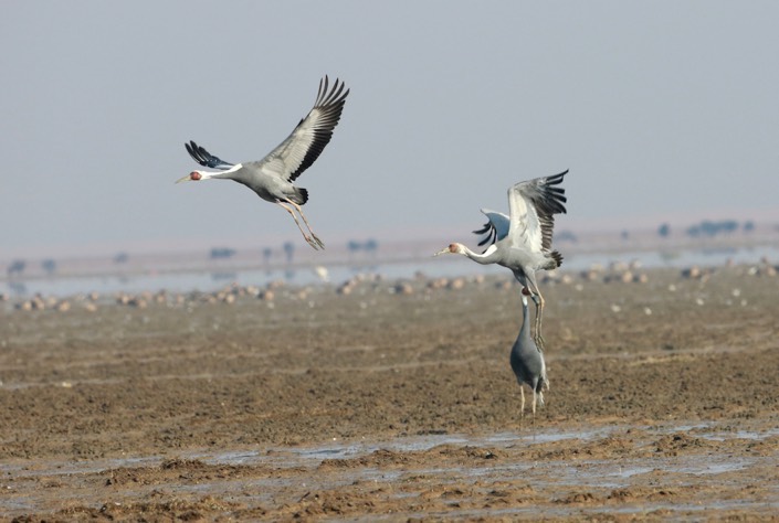 5_Birds-at-Lake-Poyang