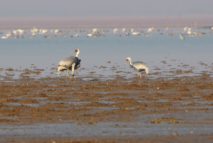 6_Birds-at-Lake-Poyang